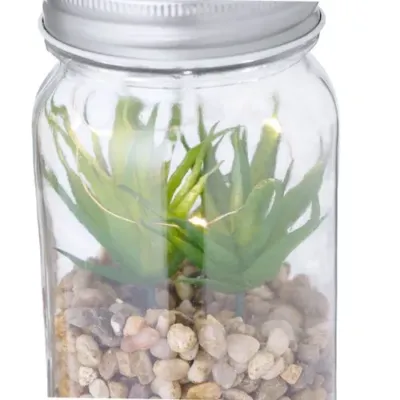 Plante Décorative Kyala