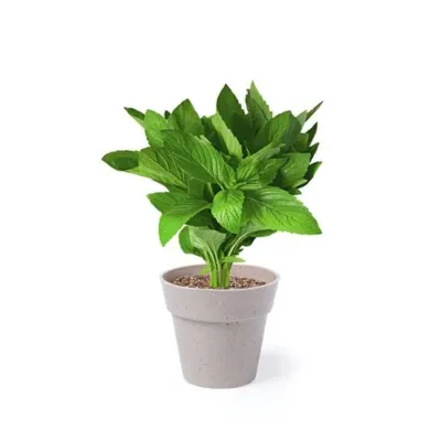 Set Pot de Fleurs Nertel