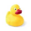 Canard Koldy
